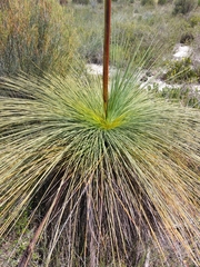 Xanthorrhoea drummondii
