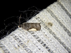 Statherotmantis shicotana