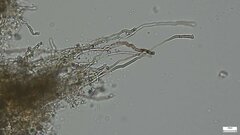 Etheirodon fimbriatum