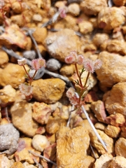 Trachymene cyanopetala