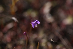Utricularia violacea