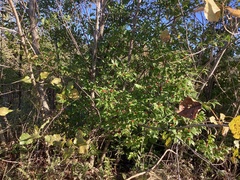 Crataegus phaenopyrum