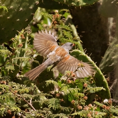 Spizella atrogularis