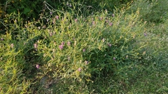 Dalea bicolor