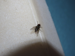 Limnophora obsignata