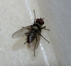 Limnophora obsignata