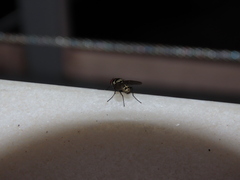 Limnophora obsignata