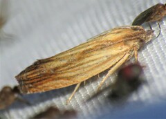 Eucosma umbrastriana