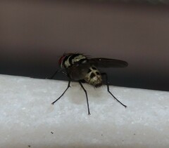 Limnophora obsignata