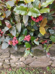 Ixora coccinea