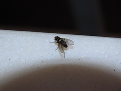 Limnophora obsignata