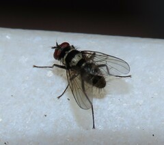 Limnophora obsignata