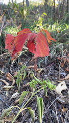 Parthenocissus inserta