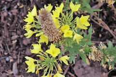 Oenothera rhombipetala