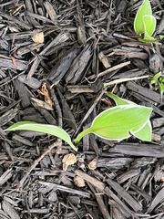 Hosta sieboldii
