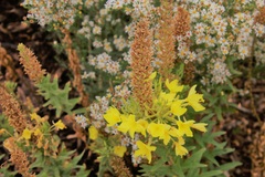 Oenothera rhombipetala