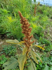 Amaranthus