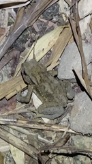 Bufo bankorensis