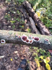 Peniophora albobadia