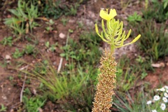 Oenothera rhombipetala