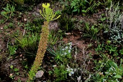 Oenothera rhombipetala