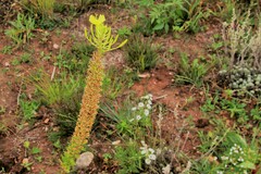 Oenothera rhombipetala