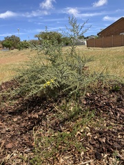 Aspalathus acanthophylla