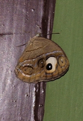 Mycalesis junonia