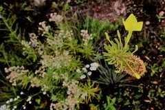 Oenothera rhombipetala