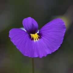 Utricularia petertaylorii