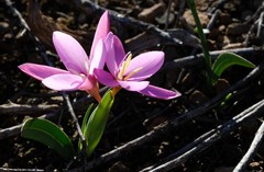 Hesperantha humilis