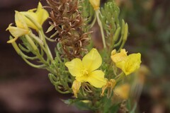 Oenothera rhombipetala