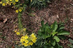 Oenothera rhombipetala