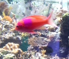 Pseudanthias pleurotaenia