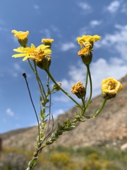 Osteospermum polygaloides