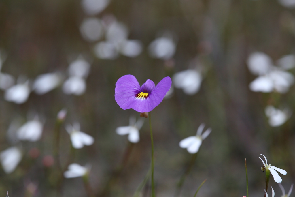 Utricularia petertaylorii Lowrie 4