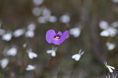 Utricularia petertaylorii