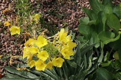 Oenothera rhombipetala