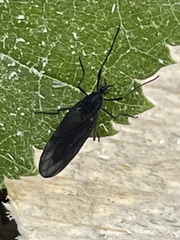 Penthetria heteroptera