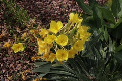 Oenothera rhombipetala