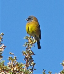 Phrygilus