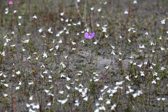 Utricularia petertaylorii