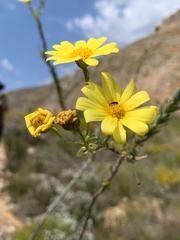 Osteospermum polygaloides