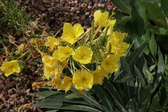 Oenothera rhombipetala