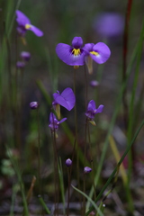 Utricularia petertaylorii