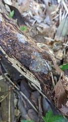 Radulomyces confluens