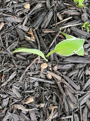 Hosta sieboldii