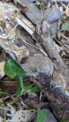 Radulomyces confluens