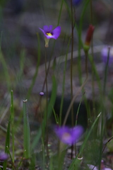 Utricularia petertaylorii