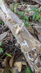 Radulomyces confluens